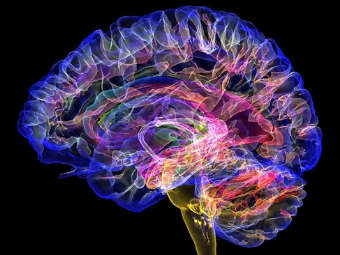 成年午夜爽片在线大脑植入物有助于严重头部损伤恢复